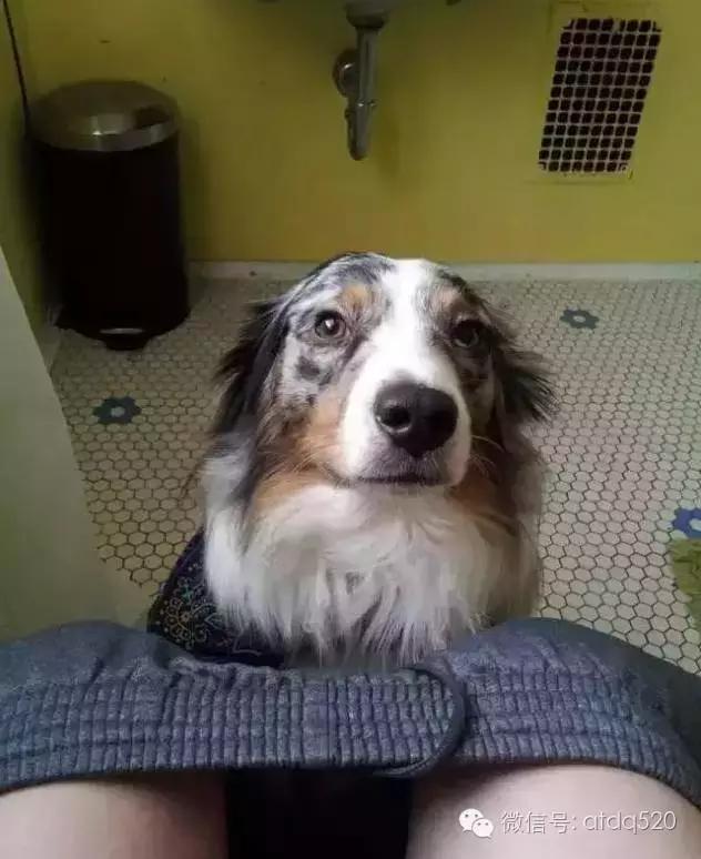 主人上厕所狗狗会想什么,狗狗为什么在上厕所时会看着你