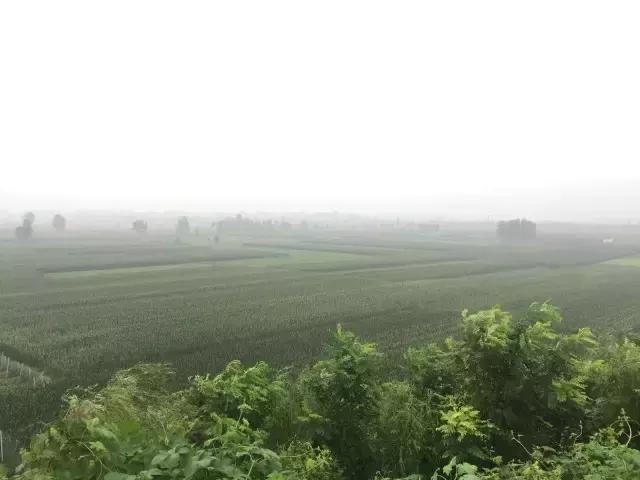 南乐西邵荷花池,南乐县西邵乡荷花池