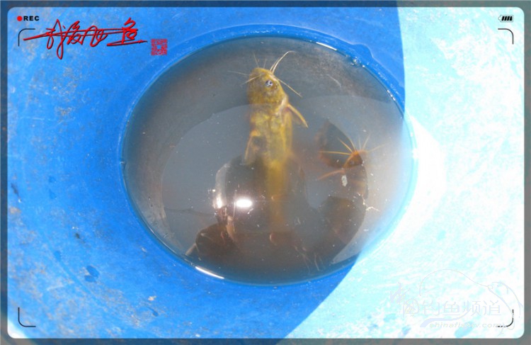 户外野钓小河沟七星鱼,鲫鱼野钓小河沟