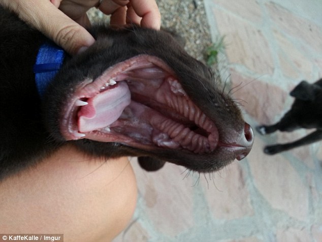 鐘笂鑵鎵嬫湳,涓婇瑁傜殑鐙楃嫍涓嶅仛鎵嬫湳鑳藉瓨娲诲悧