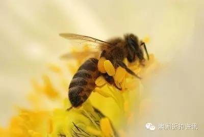 healthycare优缺点,healthycare好不好