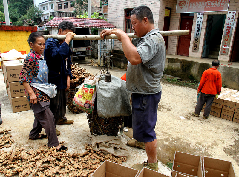 安顺市小黄姜批发价,贵州省镇宁县的小黄姜批发价