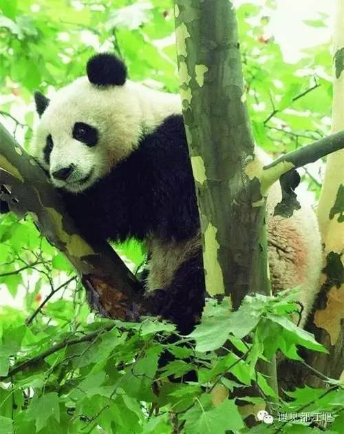 有人问你“都江堰怎么样？”把这篇微信分享给TA！