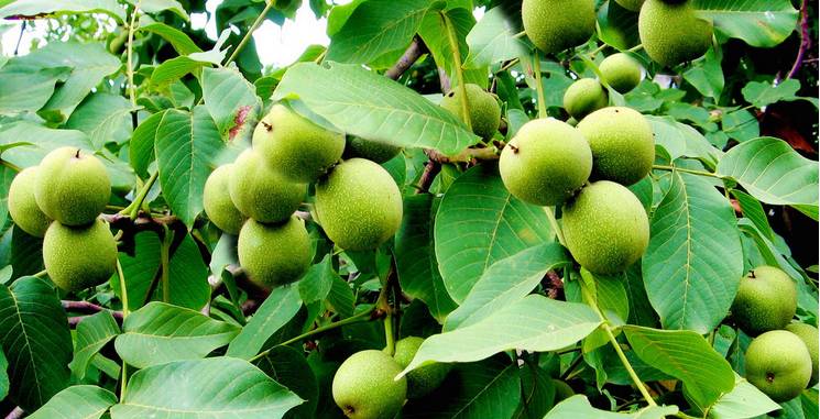 昭交集团推行公务用车首单免费服务,市级*党**政机关企事业单位均可免费!