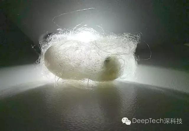 重磅:蚕宝宝吐蜘蛛丝，锻造转基因“生物钢材”