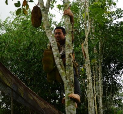 268元可以在巴厘岛landih买多少真正的猫屎咖啡豆？