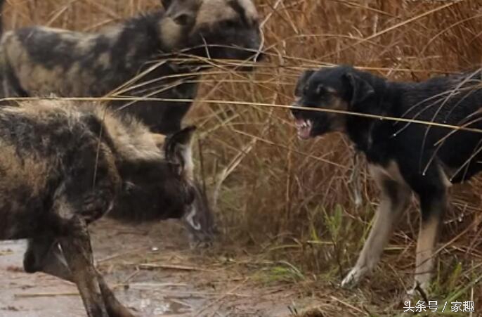 当非洲野狗遇到土狗，相互怒视，土狗威武，把野狗群都给吓跑了
