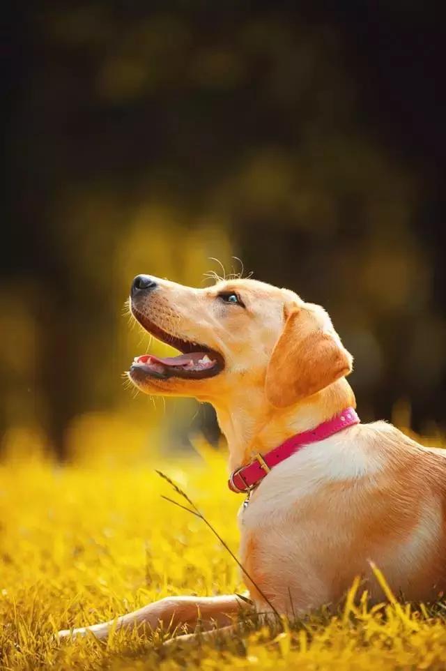 阅狗无数，看铲屎官摄影师如何用宠物来“撩妹”