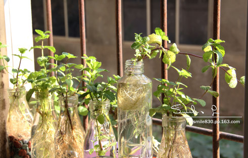 适合养在办公室的小型水培植物,适合春天室内养的水培植物