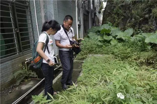 专家带你识草药,医生前往神秘的岛屿寻找治病方法