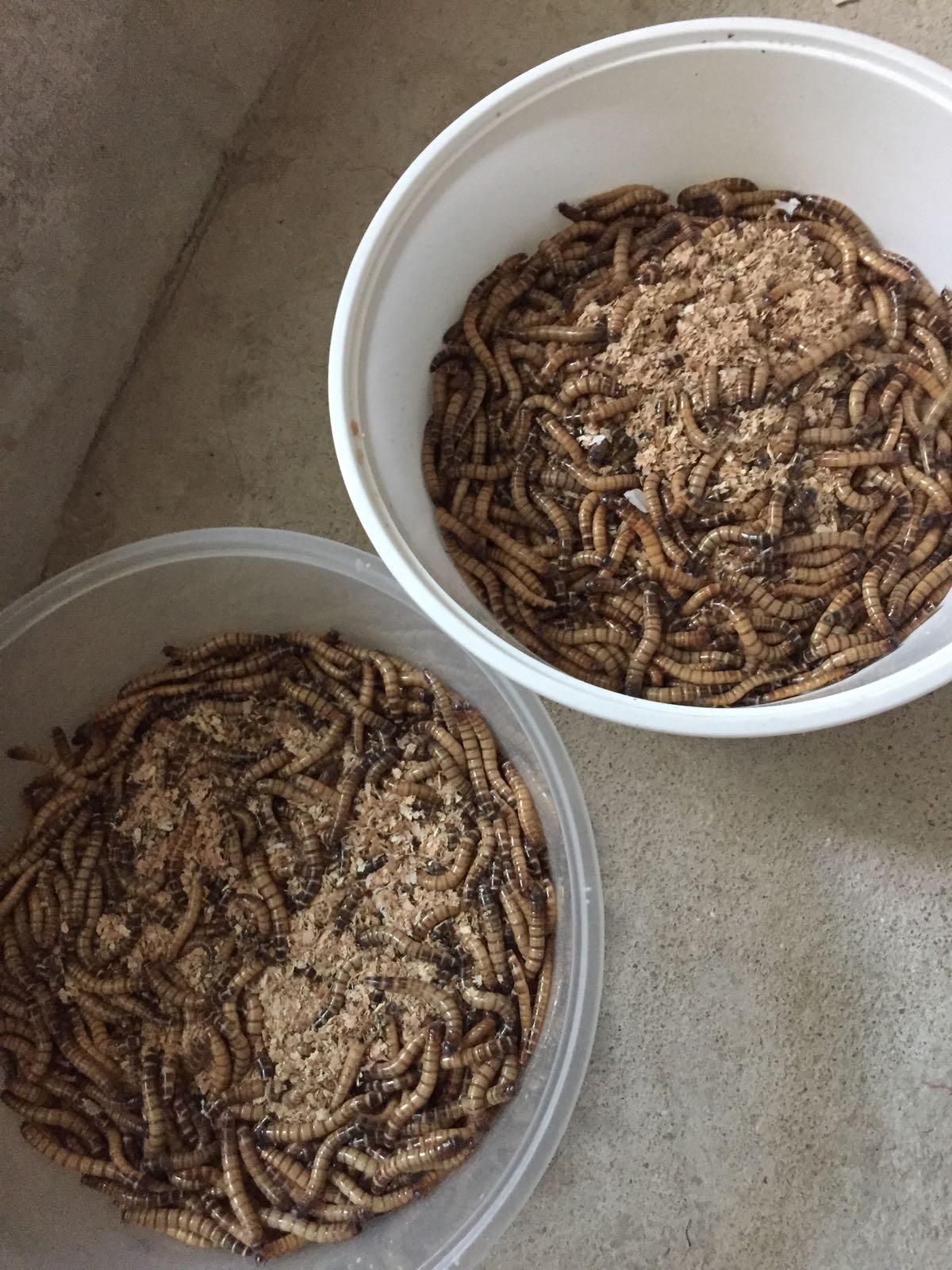 我家非洲迷你刺猬土豆的106天胖萌日记