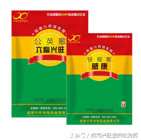 精华|猪只子宫内膜炎的全套治疗方案在这里