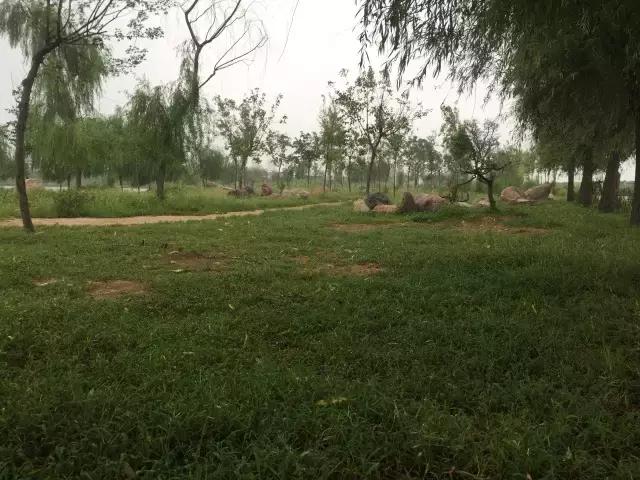 南乐西邵荷花池,南乐县西邵乡荷花池