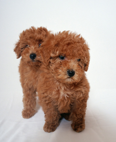 贵宾犬怎样训练听话,贵宾犬怎么训练进笼不吠