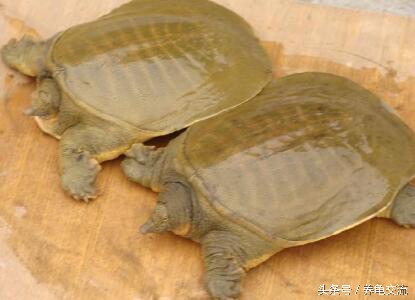 中华鳖病症,中华鳖的病害防治与管理