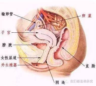 例假快结束可以下水游泳吗,例假来了游泳用棉条