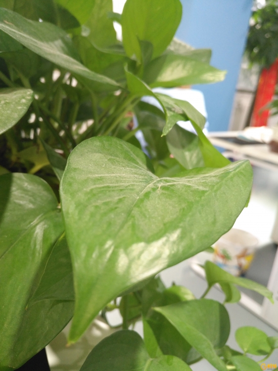 华为g9plus评测,华为g9plus详解