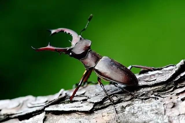 神马鬼|10万1只的奇葩昆虫宠物