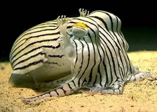 神马鬼|10万1只的奇葩昆虫宠物