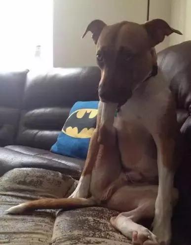 傻汪一言不合就啃脚没病可好，啃出病该怎么办？