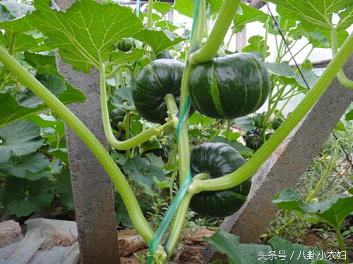 南瓜治糖尿病,为什么南瓜是糖尿病的克星