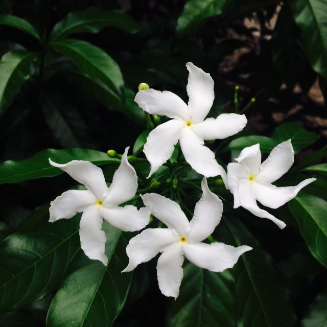 曼谷三日游自由行攻略,曼谷一日游推荐