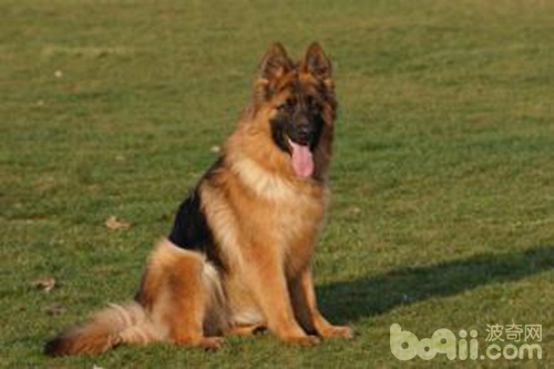 什么品种狼犬性格最好,威武霸气的狼犬