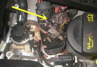 车内有异味去修车店怎么清除,车内有臭味是找汽修厂还是洗车