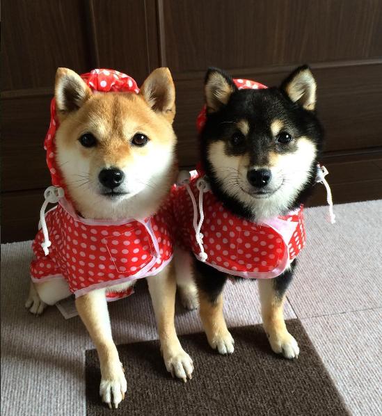 猫咪组合和柴犬组合，你喜欢那一组？