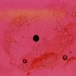 全世界最大最好看的珍珠,世界上最美的彩色宝石珍珠