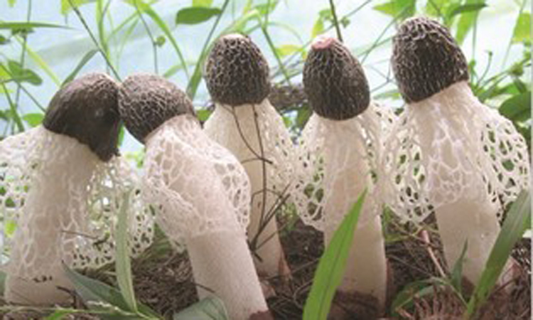 纯天然蘑菇来自大自然的馈赠,大山的馈赠纯天然野生蘑菇