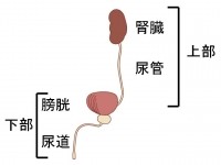 尿道感染怎么办输液两次还痛,尿道感染怎么办儿童