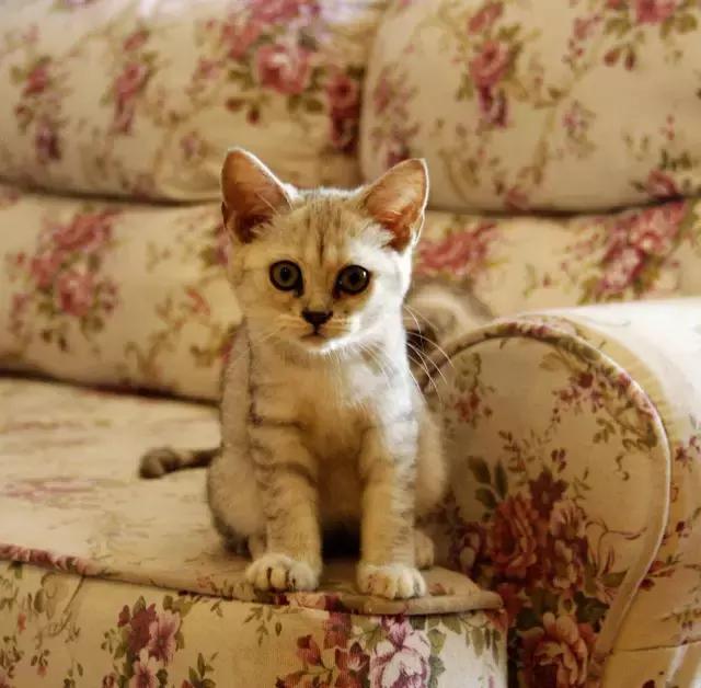 搴楅摵閲囪,搴楅摵涓撹