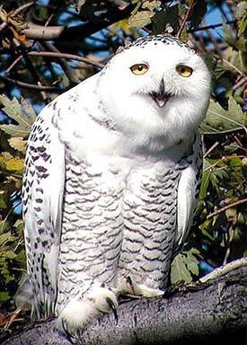 朋友圈动物照片配文,动物搞笑短视频无水印