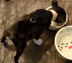 怎么给狗狗选择合适的狗粮,铲屎官如何给狗狗储备狗粮