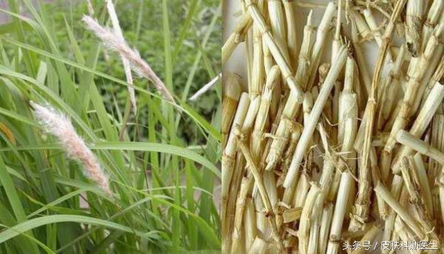 随处可见的杂草,随处可见长刺的野草