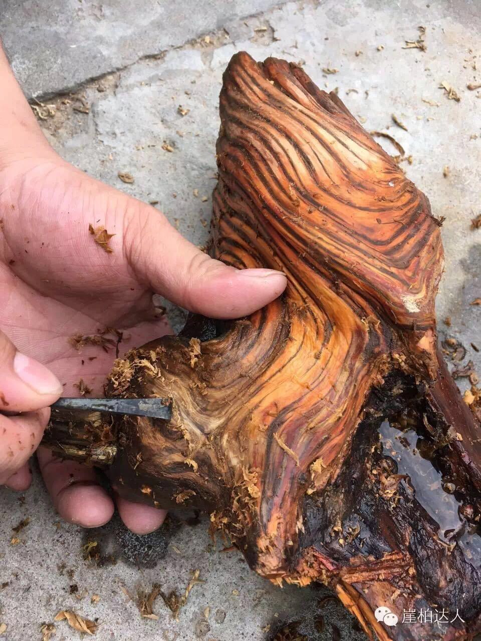 手把手教你打磨崖柏,崖柏玩皮怎么打磨