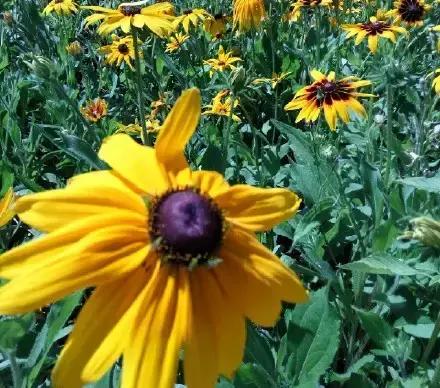 保定周边免费看红叶最佳旅游地点,保定周边一日游看红叶自驾游