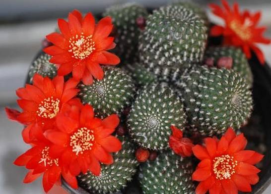 仙人球最常见的品种，你能认识几个？