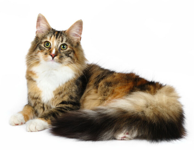 缅因库恩猫白色,缅因库恩猫很少人养