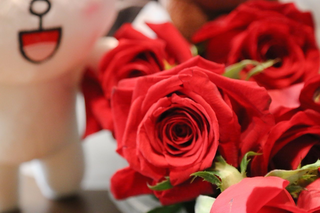 韩国最浪漫的求婚,韩国超火cp