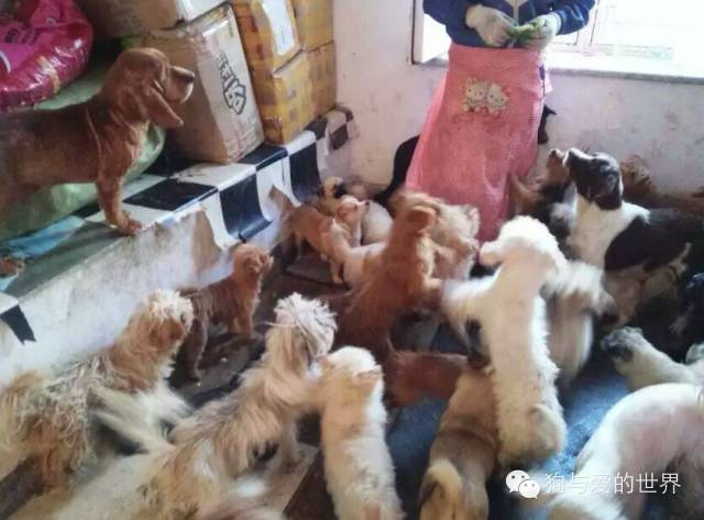 他们是最可爱的人作文350字 (他们是最可爱的人作文)