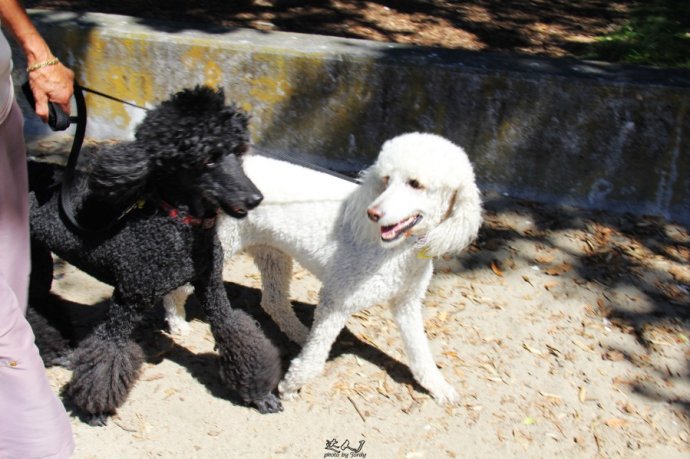 到怀希基岛,品酒-看海