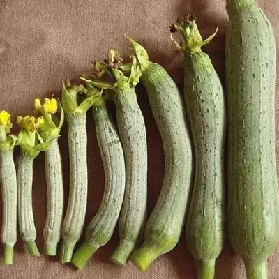 被丢掉的八种蔬菜根竟有特殊用处,生活中哪些常见蔬菜是中药