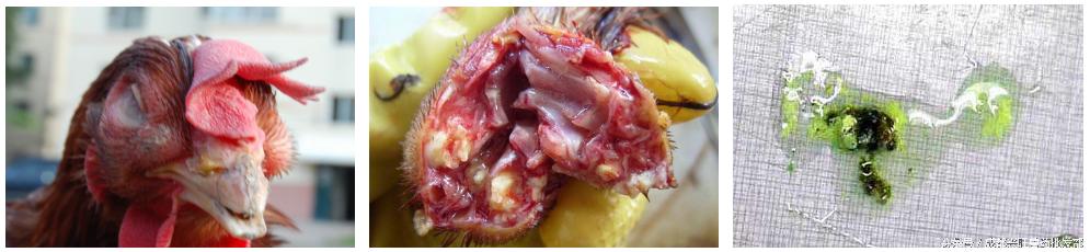 鸡传染病鼻炎用什么药冶,鸡鼻炎流感治疗