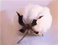 看起来臭臭的怎么去除,臭臭很臭怎么办