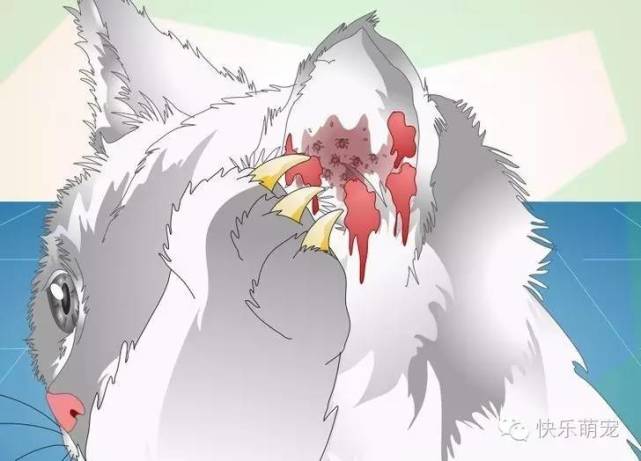 猫咪感染螨虫怎么治,猫咪耳内感染怎么治疗