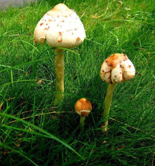 那一场刻骨铭心的毒菌风波