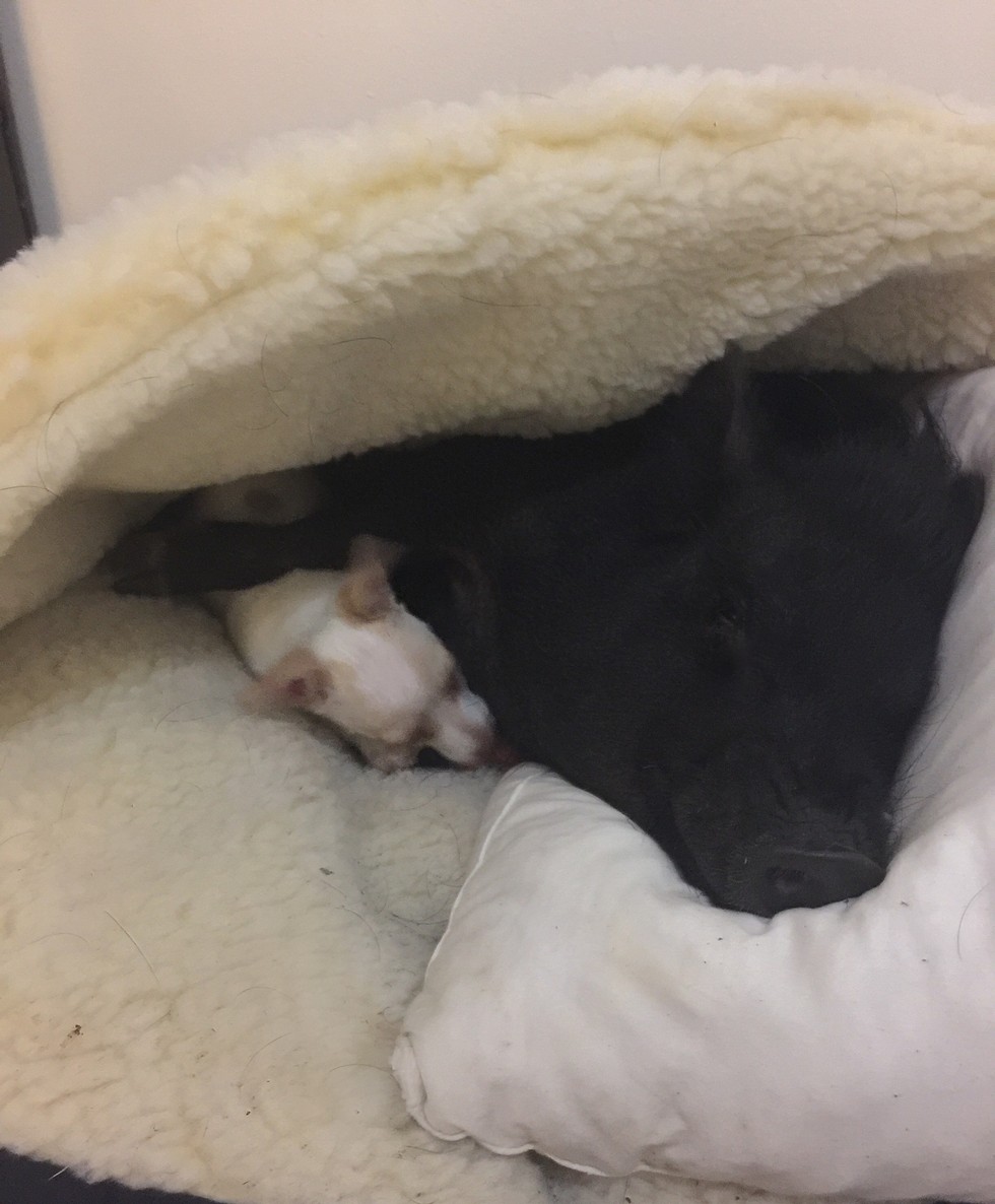 让一头母猪来照顾小奶狗还是挺靠谱的，开始主人觉得猪会攻击狗