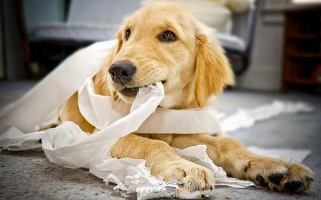 狗狗怎么吃纸巾,狗为什么只吃纸不吃狗粮